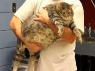 Φωτογραφία για Γάτα με το όνομα «κεφτές» που ζυγίζει 17 κιλά