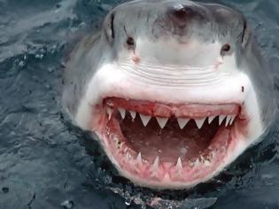 Φωτογραφία για «Τα Σαγόνια του καρχαρία»... στα αλήθεια