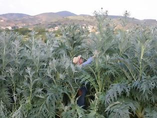 Φωτογραφία για Αυλωνάρι: Οι αγκινάρες έφτασαν τα τρία μέτρα!