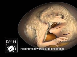 Φωτογραφία για Τι συμβαίνει μέσα σε ένα αβγό [Video]