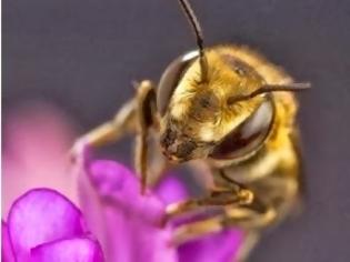 Φωτογραφία για Οι μέλισσες ανακυκλώνουν πλαστικό