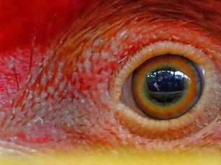 Φωτογραφία για Γρίπη των πτηνών: Εντοπίστηκε νέο, θανατηφόρο στέλεχος του ιού