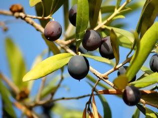 Φωτογραφία για Παράγει λάδι και ελιές Καλαμάτας… η Βουλγαρία;