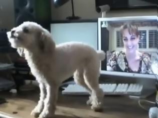 Φωτογραφία για Πως αντιδρούν τα σκυλιά όταν βλέπουν τους ιδιοκτήτες τους μέσω skype [video]