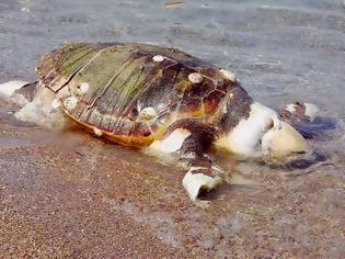 Φωτογραφία για Πρέβεζα: Προβληματισμό προκαλεί στις αρμόδιες αρχές ο εντοπισμός πέντε νεκρών χελωνών Καρέτα - Καρέτα