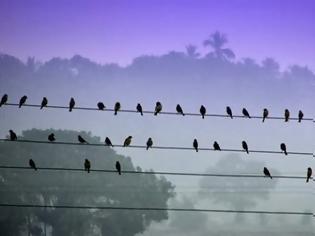 Φωτογραφία για Γιατί τα πουλιά δεν παθαίνουν ηλεκτροπληξία στα καλώδια της ΔΕΗ