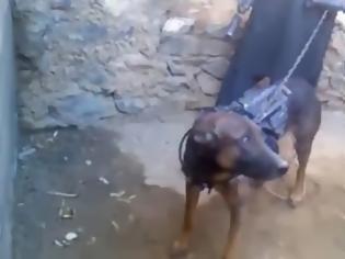 Φωτογραφία για Ταλιμπάν αιχμαλώτισαν “Αμερικάνο Πράκτορα” σκύλο! Αναλυτικό Ρεπορτάζ [Video]