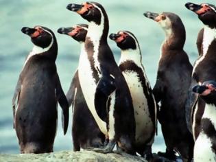 Φωτογραφία για Δίνουν αντικαταθλιπτικά σε πιγκουίνους