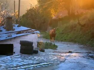 Φωτογραφία για Δύσκολη, αλλά όμορφη η ζωή στα χωριά…