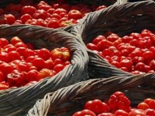 Φωτογραφία για Στο «μικροσκόπιο» των ερευνητών το ντοματάκι Σαντορίνης