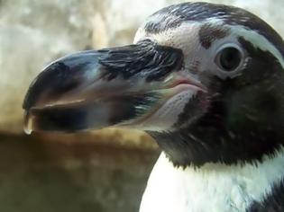 Φωτογραφία για Δίνουν αντικαταθλιπτικά στους πιγκουίνους