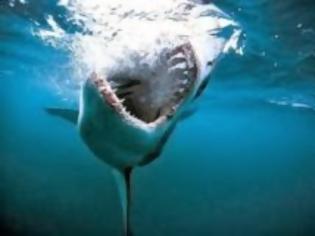 Φωτογραφία για Αυστραλία: Καρχαρίας άρπαξε 28χρονο ψαροντουφεκά