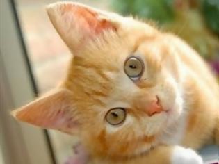 Φωτογραφία για Στα μάτια της γάτα σας είστε κι εσείς μια γάτα