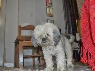 Φωτογραφία για Χάθηκε το σκυλάκι αναγνώστριας. Βοηθήστε να βρεθεί