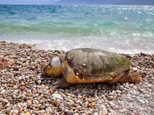 Φωτογραφία για Πρέβεζα: Μια ακόμη νεκρή χελώνα Καρέτα-Καρέτα, εντοπίστηκε στην παραλία του Μονολιθίου!