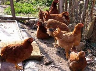 Φωτογραφία για Αιτωλοακαρνανία: Εξαρθρώθηκε σπείρα ζωοκλεφτών - Έκλεβαν κότες και κουνέλια και τα πουλούσαν σε κρεοπωλεία!