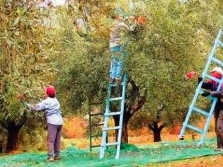 Φωτογραφία για Πρώτη η Μεσσηνία στην παραγωγή λαδιού!