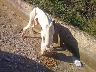 Φωτογραφία για Εθελοντές έσωσαν σκελετωμένο σκυλάκι [video]