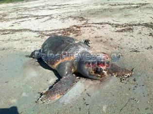 Φωτογραφία για Σαπίζει εδώ και πέντε μέρες η νεκρή χελώνα στο Μονολίθι στην Πρέβεζα