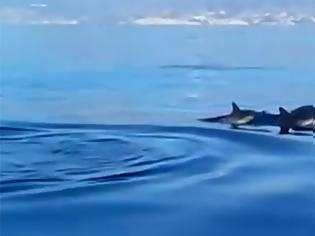 Φωτογραφία για Ταξιδεύοντας με τα δελφίνια στη Χρυσή! [video]