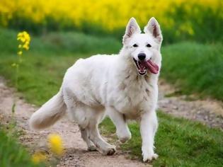 Φωτογραφία για Φενγκ Σούι: Σκύλος, σύμβολο πλούτου και προστασίας