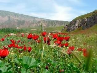 Φωτογραφία για Έσπασε όλα τα ρεκόρ η παραγωγή παπαρούνας στο Αφγανιστάν