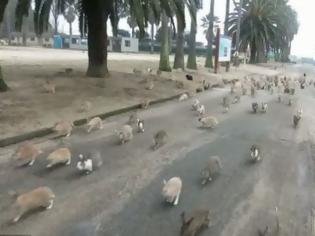Φωτογραφία για Εκατοντάδες πεινασμένα κουνέλια καταδιώκουν τουρίστρια [video]