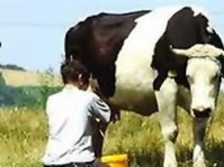Φωτογραφία για Στέρεψε η ελληνική αγελάδα και το 2013