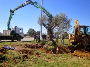 Φωτογραφία για Μια υπεραιωνόβια ελιά καλωσορίζει τους επισκέπτες στο αεροδρόμιο Ηρακλείου