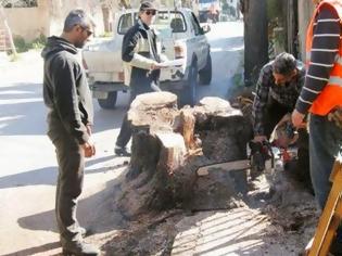 Φωτογραφία για Μυτιλήνη: εντολή καταρατόμησης ενός ιστορικού δέντρου