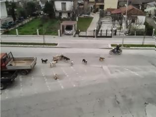 Φωτογραφία για Τρίκαλα: Εφιάλτης με αδέσποτα σκυλιά για μικρούς μαθητές