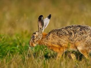 Φωτογραφία για Το ζώο της εβδομάδας: Λαγός (Lepus europaeus)