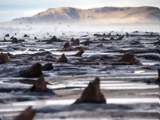Φωτογραφία για Προϊστορικό δάσος ηλικίας 5000 ετών ξεπρόβαλε από την άμμο – Απόκοσμες φωτογραφίες
