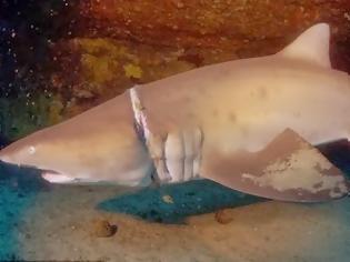 Φωτογραφία για Καρχαρίας σώθηκε ένα βήμα πριν τον θάνατο