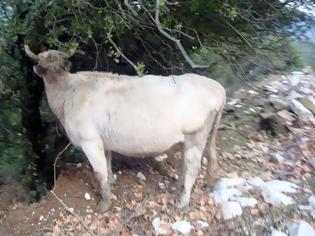 Φωτογραφία για Στο χωριό μου κάνω ότι θέλω