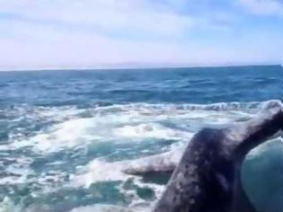 Φωτογραφία για Έφαγε σφαλιάρα από φάλαινα! [video]