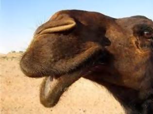 Φωτογραφία για Mολυσμένες οι καμήλες στη Σ. Αραβία