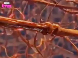 Φωτογραφία για Πως επιδρά η κοκαΐνη στον εγκέφαλο - Δείτε το απίστευτο βίντεο