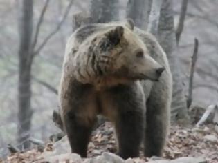 Φωτογραφία για Ήρθε η Άνοιξη! Ξύπνησαν οι αρκούδες…