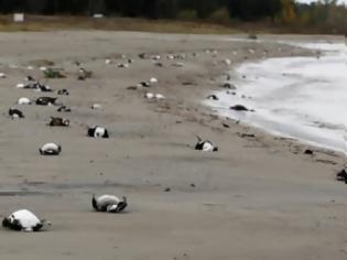 Φωτογραφία για Νεκρά πτηνά γέμισε ο Ατλαντικός 21.000 νεκρά πτηνά ξεβράστηκαν στις γαλλικές ακτές του Ωκεανού