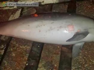 Φωτογραφία για Φανάρι Μυτιλήνης: Ξεβράστηκε νεκρό δελφίνι