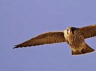 Φωτογραφία για Το ζώο της εβδομάδας: Πετρίτης (Falco peregrinus)