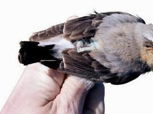 Φωτογραφία για Ωδικό πτηνό ταξιδεύει 30.000 χιλιόμετρα