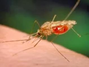Φωτογραφία για Η ελονοσία παίρνει τα... βουνά
