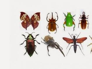 Φωτογραφία για Κίνδυνος να εξαφανιστούν τα έντομα
