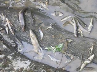 Φωτογραφία για Νεκρά ψάρια στην παραλία των Θινών Βαρθολομιού