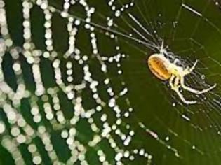 Φωτογραφία για Ερχεται το συνθετικό μετάξι αράχνης