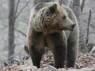 Φωτογραφία για Με εξαφάνιση απειλούνται οι καφετιές αρκούδες των Ιμαλαΐων