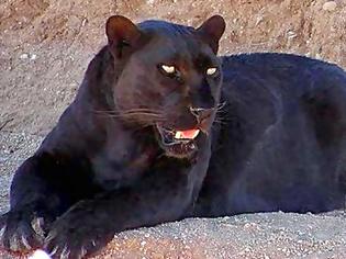 Φωτογραφία για Γνωστά ζώα σε μαύρο χρώμα! [photos]