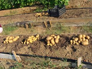 Φωτογραφία για Ηλεία: «Καταστροφή» η καλλιέργεια της φθινοπωρινής πατάτας!